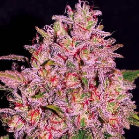 Slurty3 > Empire Seeds